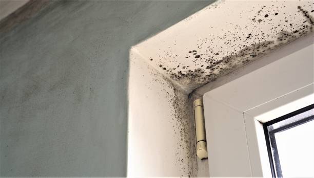 Best Black Mold Removal  in Crestline, CA