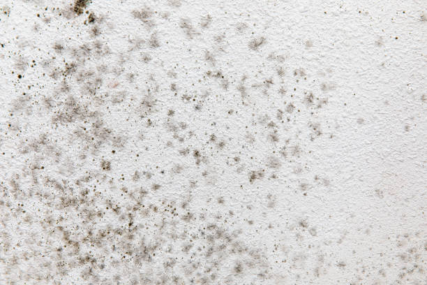 Best Mold Removal for HVAC Installations  in Crestline, CA