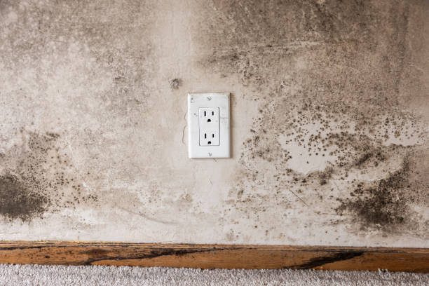 Best Airborne Mold Testing  in Crestline, CA
