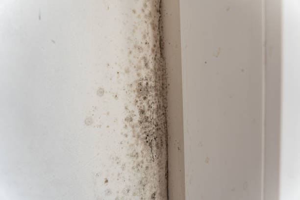 Best Crawl Space Mold Remediation  in Crestline, CA