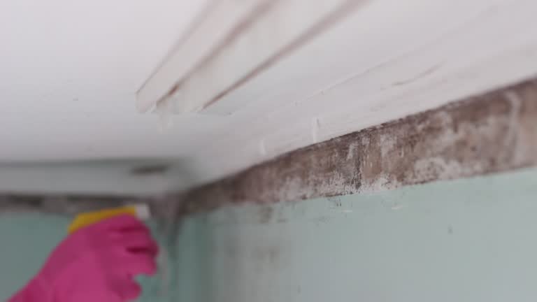 Professional Mold Removal in Crestline, CA